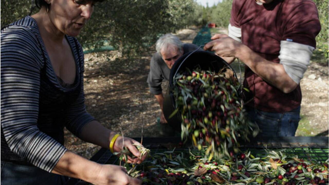 Provence : les précurseurs du bio font partie du paysage (5/6)