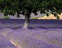 Provence : les précurseurs du bio font partie du paysage (1/6)