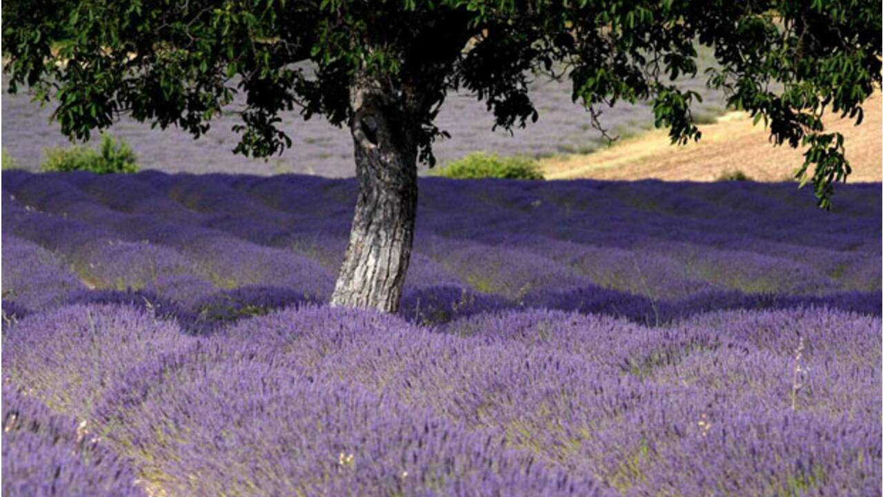Provence : les précurseurs du bio font partie du paysage (1/6)