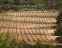 Languedoc-Roussillon : « Une région mal aimée que, désormais, on désire » (2/2)