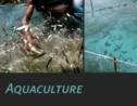 L’aquaculture, qu’est-ce que c’est ?