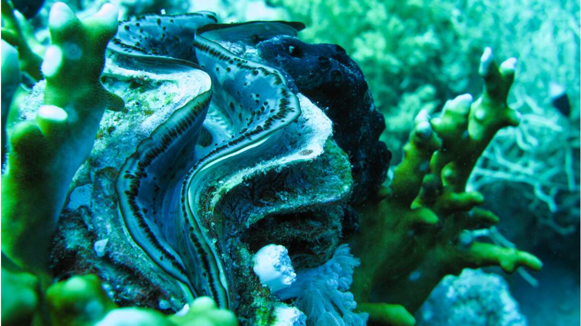 Acidification des océans : la biodiversité marine menacée par les émissions de CO2