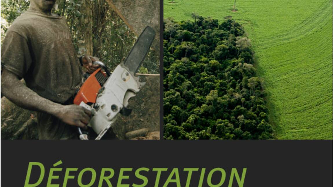 La déforestation, qu'est-ce que c'est ?