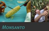 Monsanto: what is it?