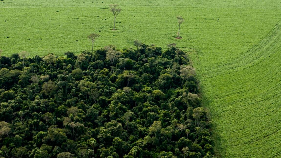 Amazonie : la déforestation s'accélère