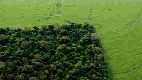 Amazonie : la déforestation s'accélère