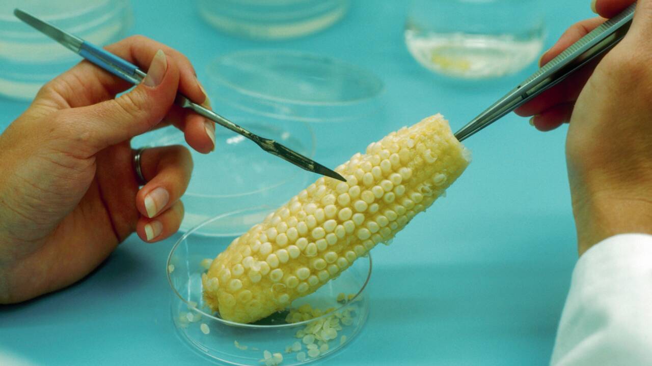 OGM : tout savoir sur les OGM