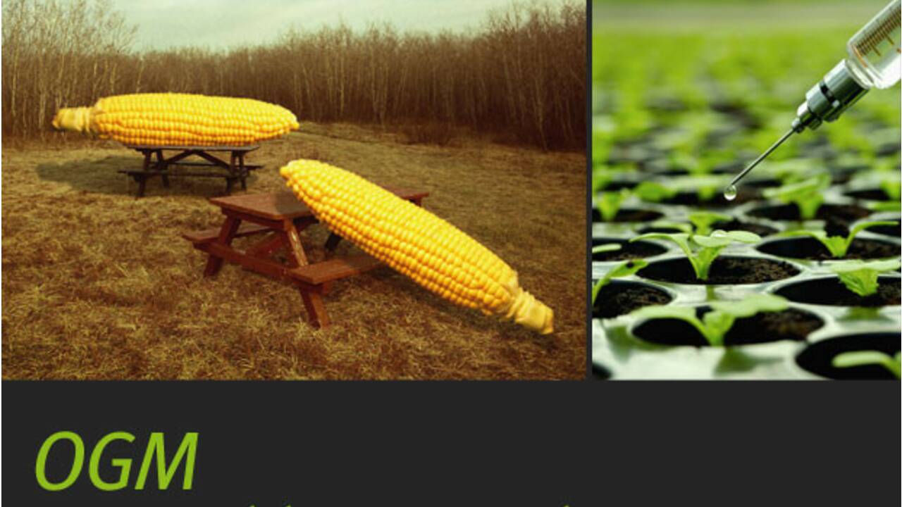 OGM : tout savoir sur les OGM