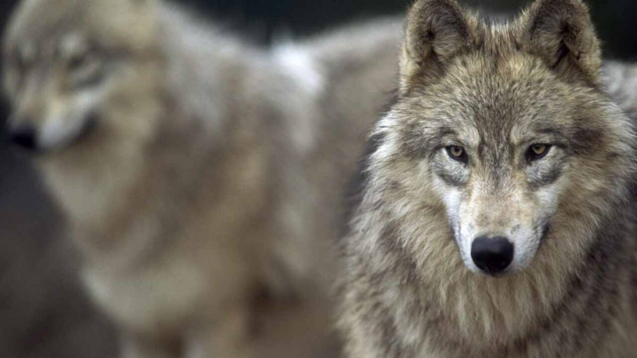 Faut-il autoriser l’abattage des loups ?