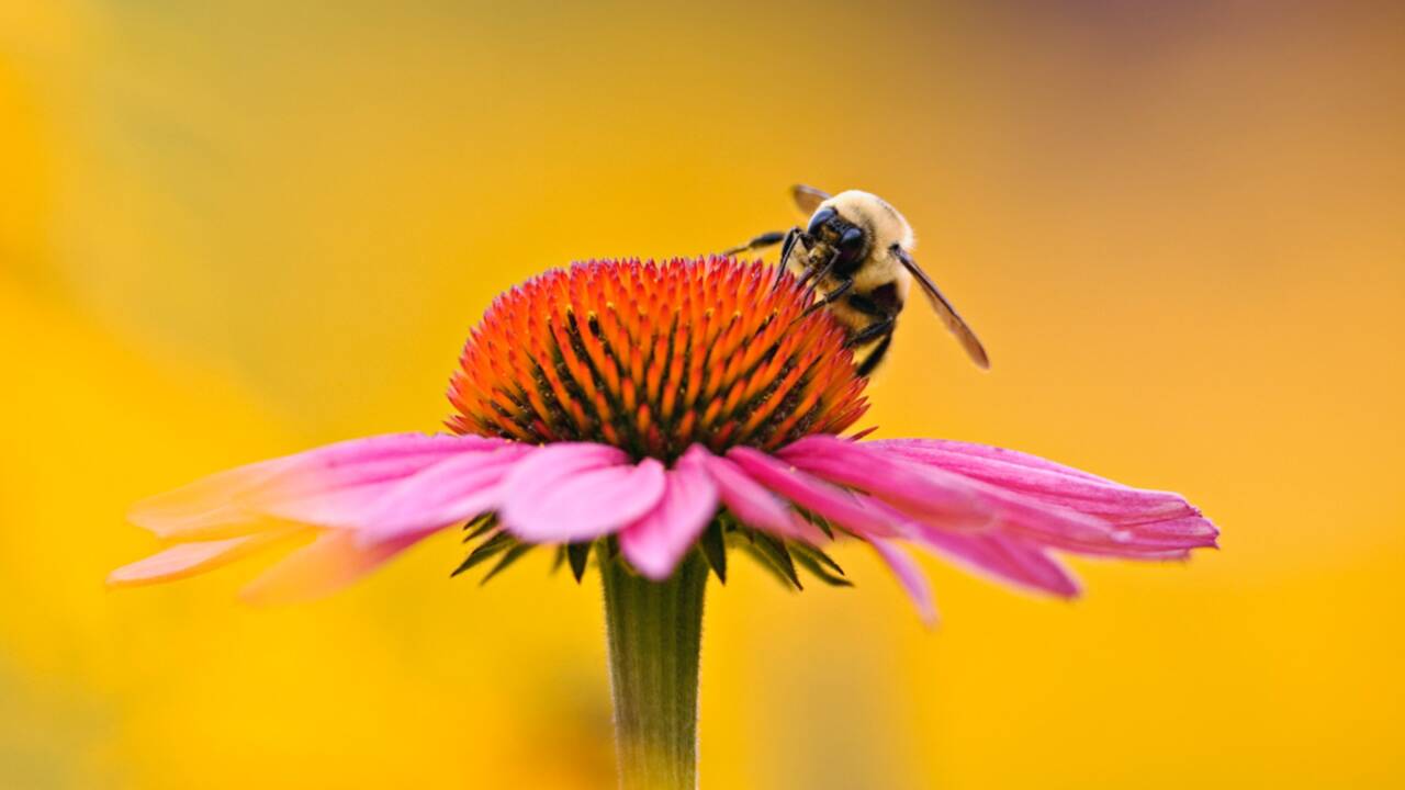 Un pesticide potentiellement dangereux pour les abeilles autorisé : qu'en pensez-vous ?