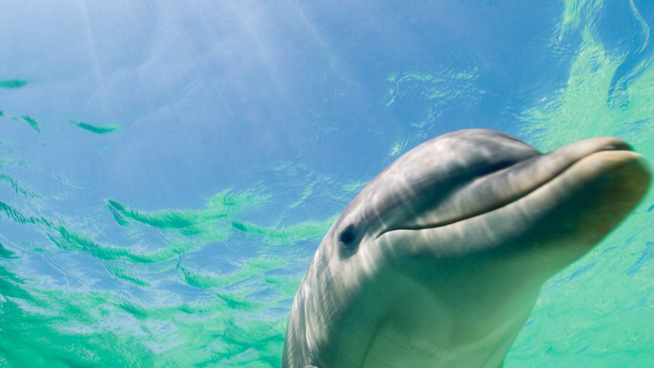 Pêche des dauphins au Japon : acte de barbarie ou tradition ?
