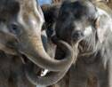 Mort précoce des éléphants en captivité : faut-il les retirer des zoos ?