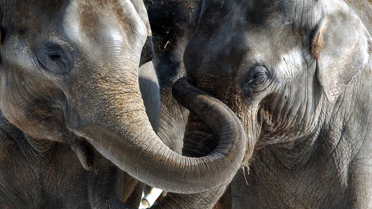 Mort précoce des éléphants en captivité : faut-il les retirer des zoos ?