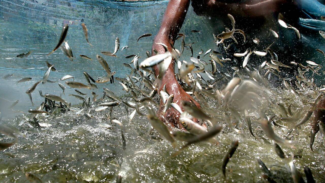 Face à la surpêche, faut-il développer l’aquaculture ?
