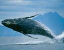 Approuvez-vous l’intensification de la pêche à la baleine  en Europe ?