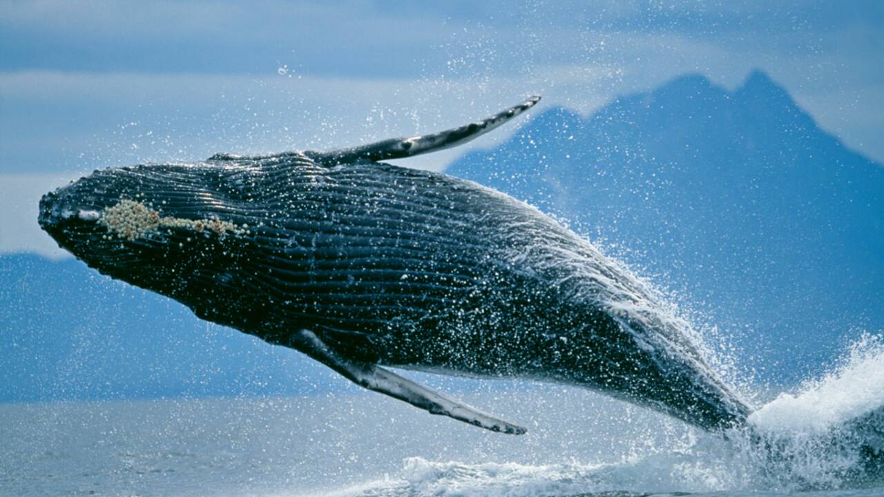 Approuvez-vous l’intensification de la pêche à la baleine  en Europe ?