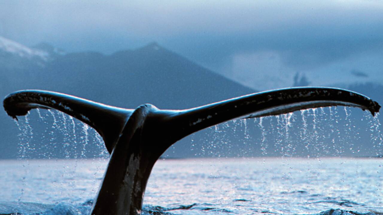 Chasse à la baleine : êtes-vous pour ou contre l’interdiction totale ?