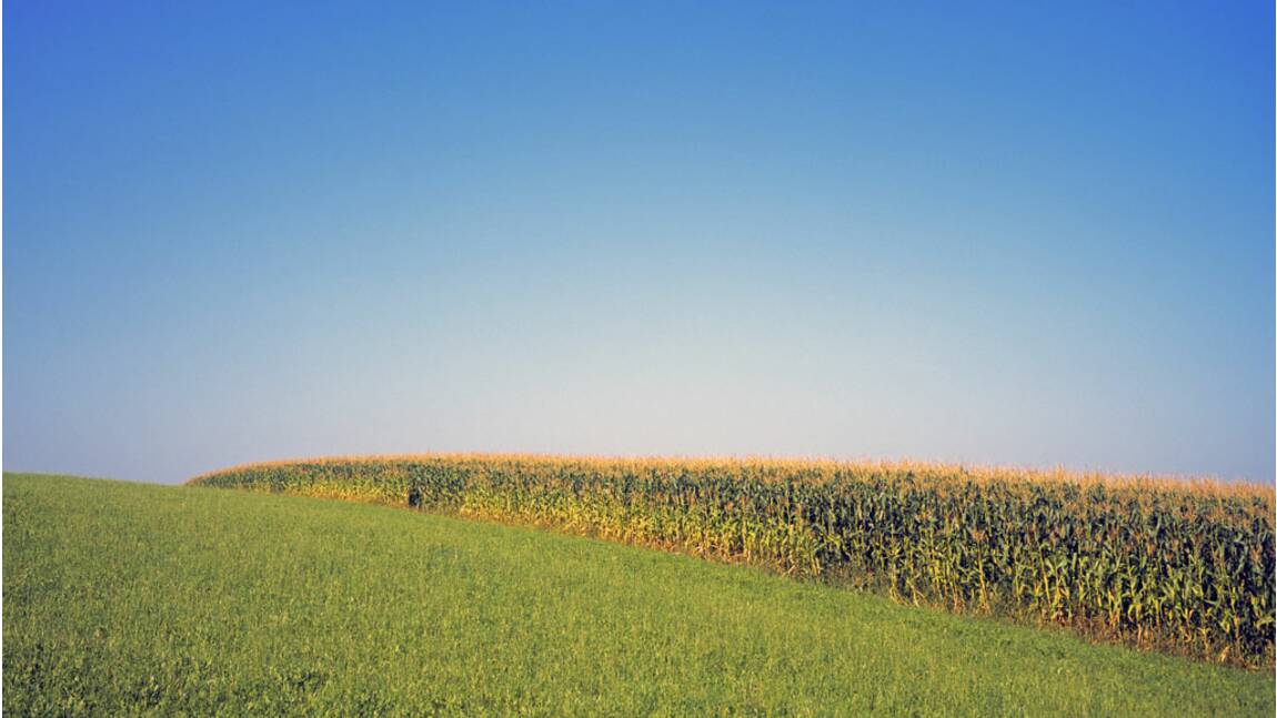 L'UE doit-elle renoncer à la culture du maïs OGM par précaution ?