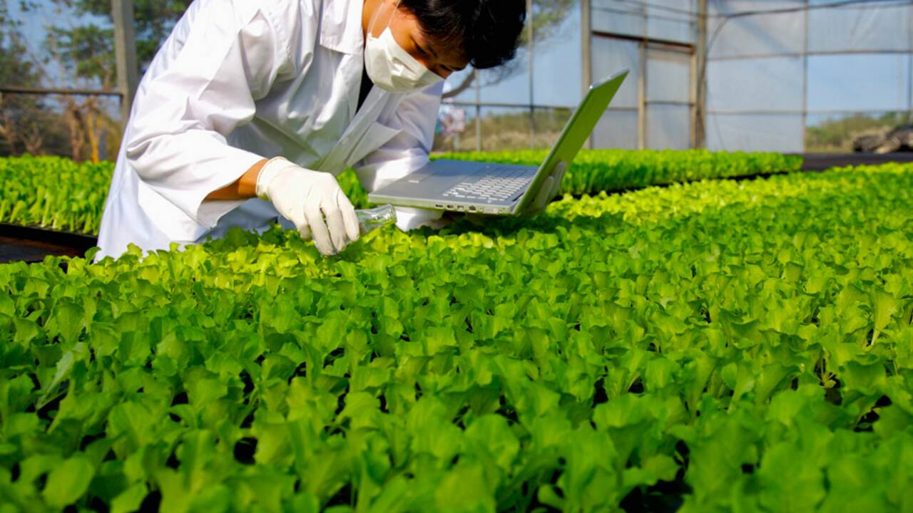 Les OGM sont-ils une solution contre le recours aux pesticides ?