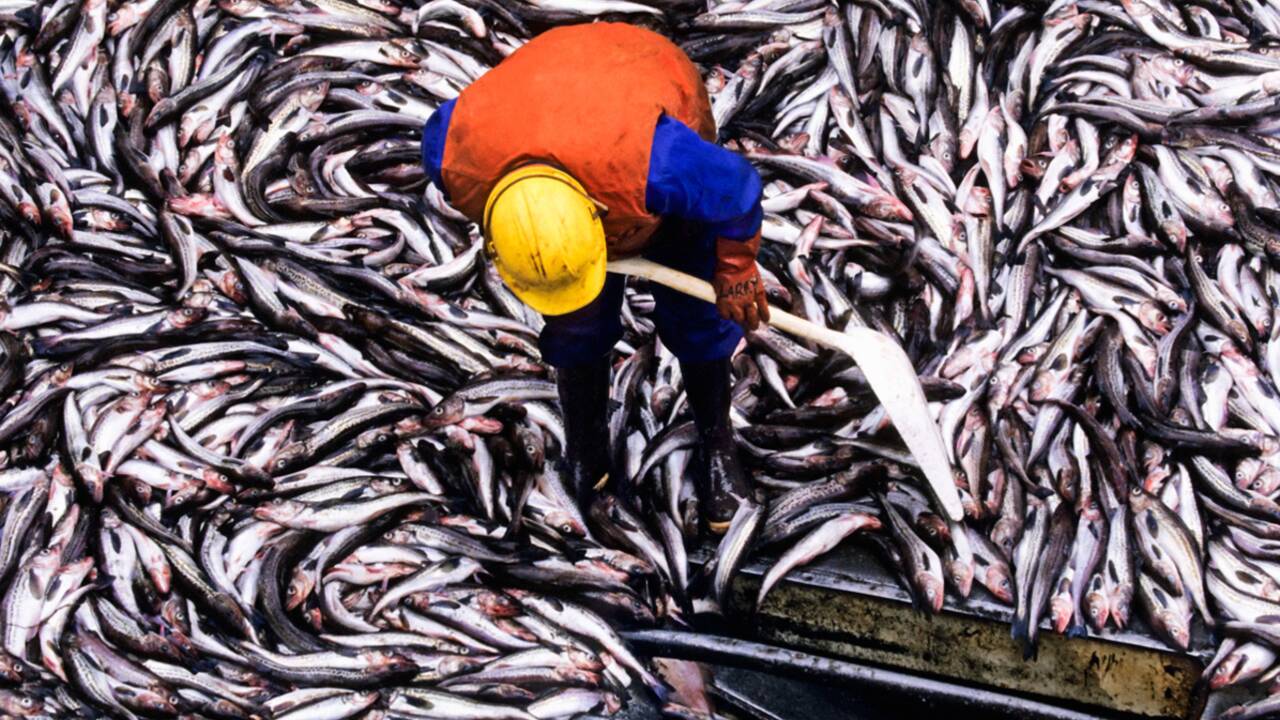 Êtes-vous prêts à réduire votre consommation de poisson ?