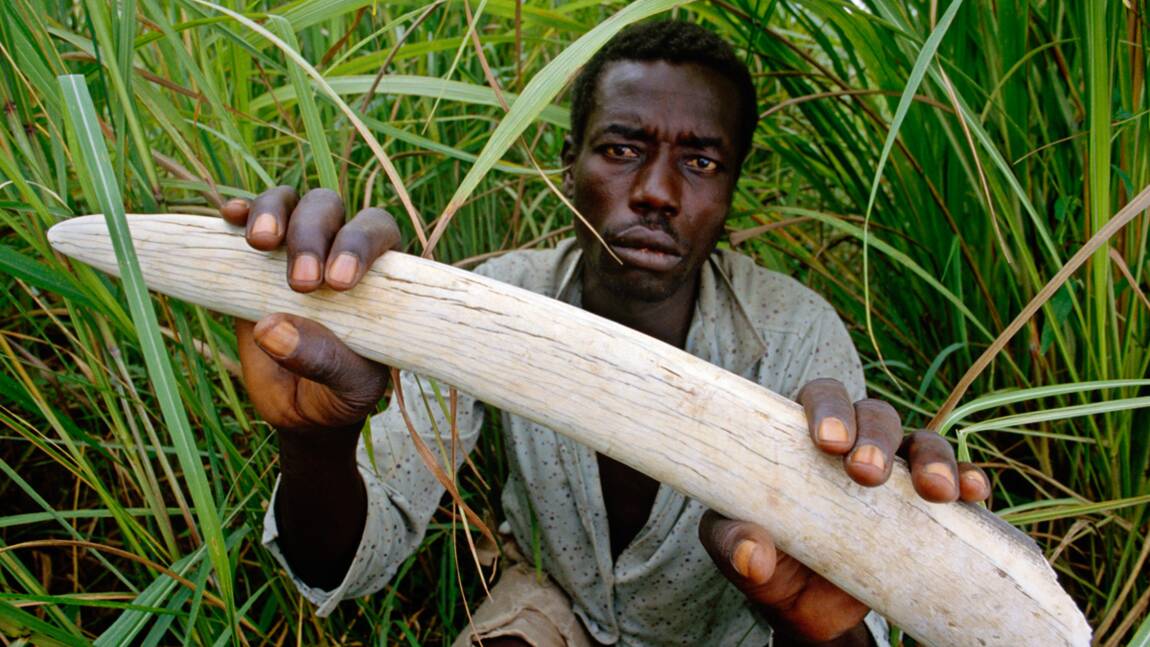 Etes-vous pour l’interdiction du commerce de l’ivoire ?