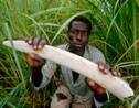 Etes-vous pour l’interdiction du commerce de l’ivoire ?