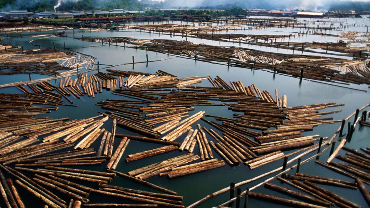 Commerce de bois illégal : faut-il certifier l’origine des bois tropicaux ?