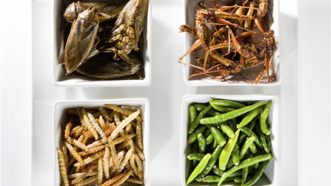 Des insectes dans nos assiettes : pour ou contre ?