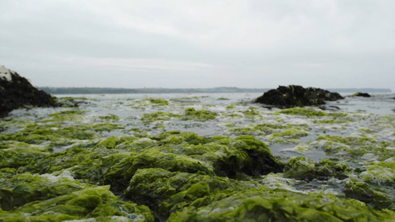 Algues vertes : allez-vous éviter les plages bretonnes ?