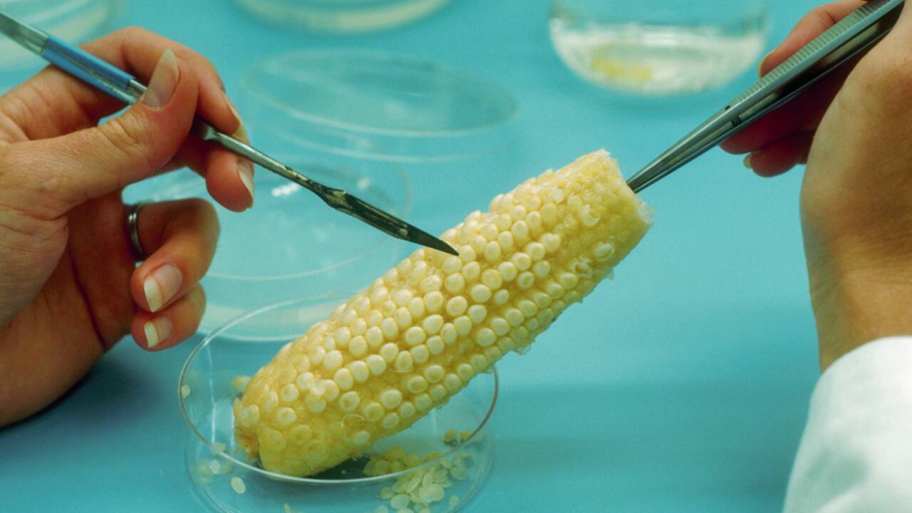 Les OGM sont-ils pour vous un progrès ou un danger ?