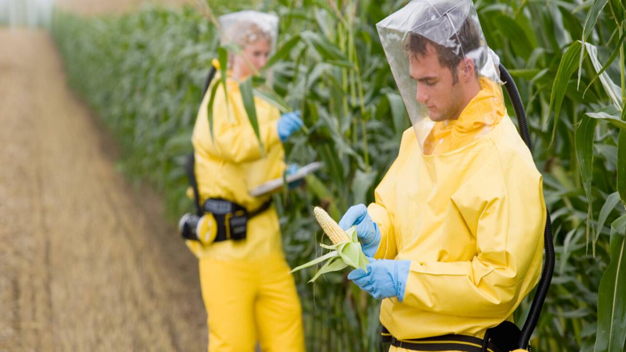 OGM : craignez-vous pour votre santé ?