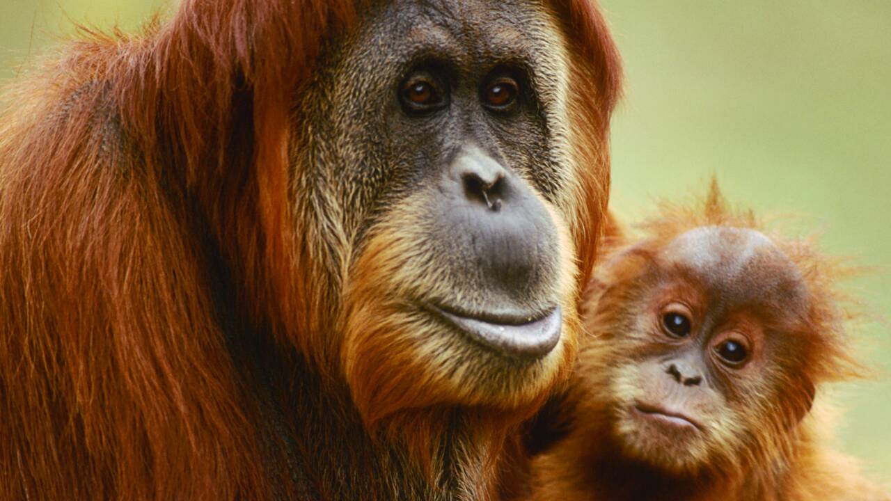 Interdiction des expérimentations sur les grands singes : pour ou contre ?
