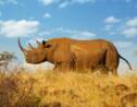Rhinocéros : faut-il leur couper les cornes pour les sauver du braconnage ?