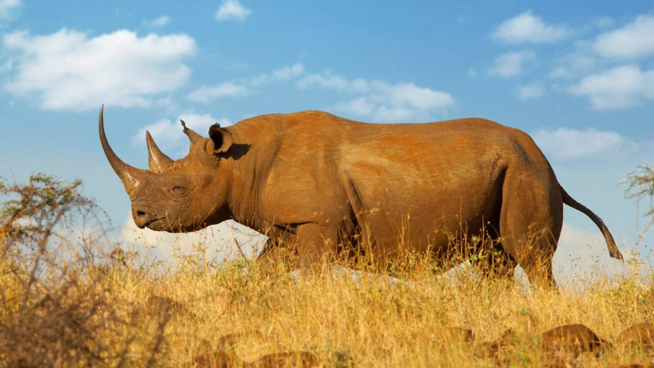 Rhinocéros : faut-il leur couper les cornes pour les sauver du braconnage ?