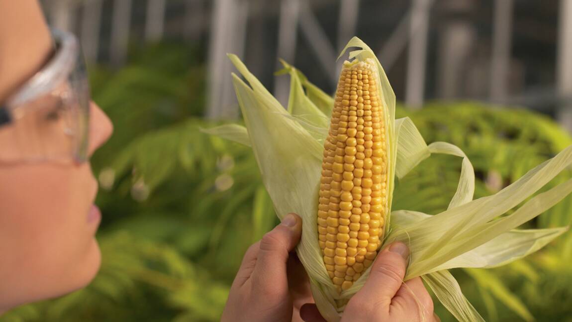 Faut-il un moratoire européen immédiat sur les OGM ?