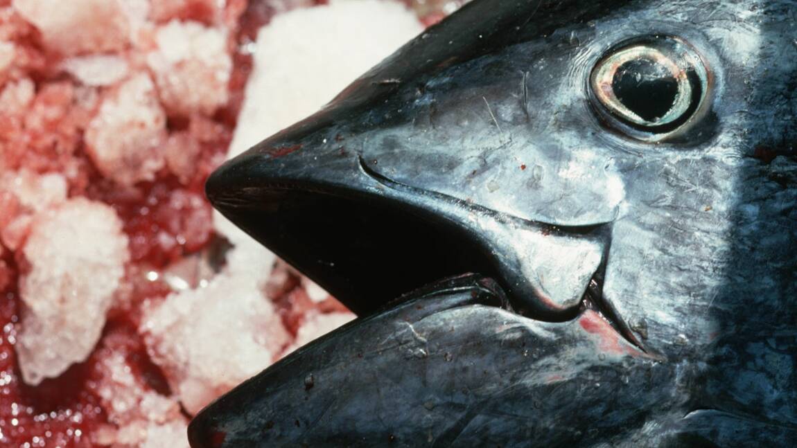 Allez-vous arrêter de manger du thon rouge ?