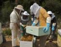 Faire son propre miel dans le Val-de-Marne