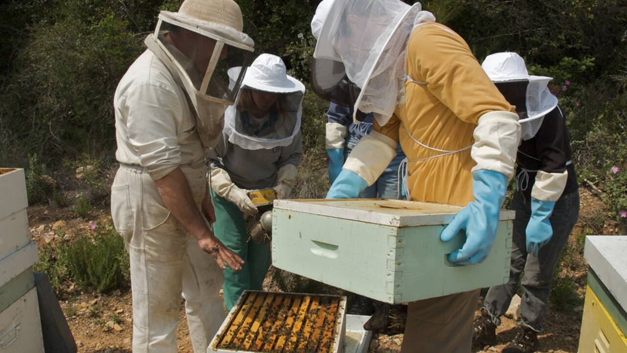 Faire son propre miel dans le Val-de-Marne
