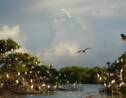 Découverte de la mangrove de Guadeloupe en VTT des mers
