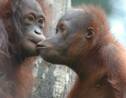 A la rencontre des orangs-outans de Bornéo