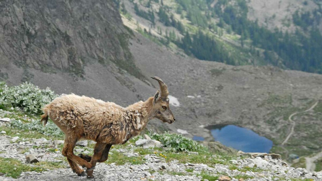 Parc National Du Mercantour La Biodiversite Grandeur Nature Geo Fr