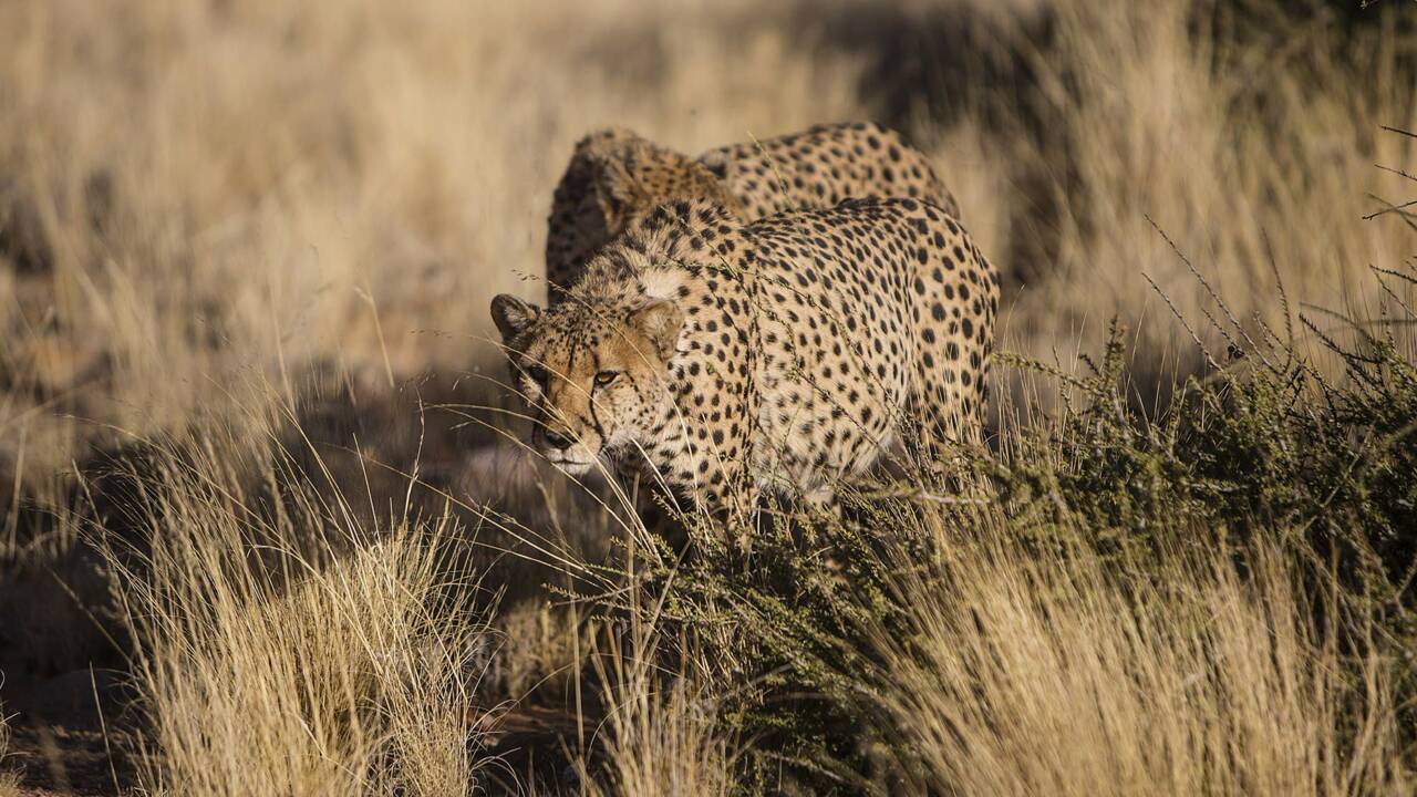 En Namibie, l'espoir renaît pour les guépards