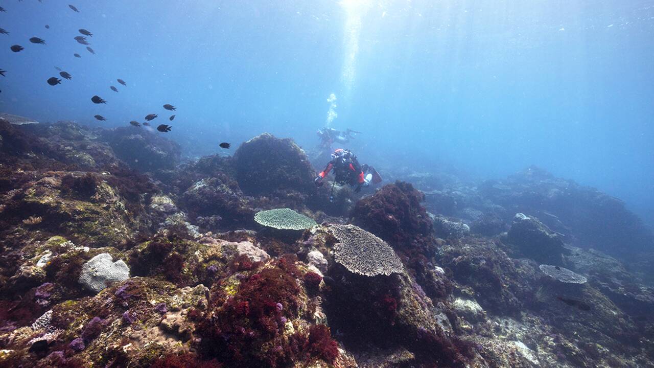 VIDÉO - Au Japon, un laboratoire naturel sur la survie des coraux