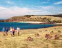 Kangaroo Island, la nature à l'état pur