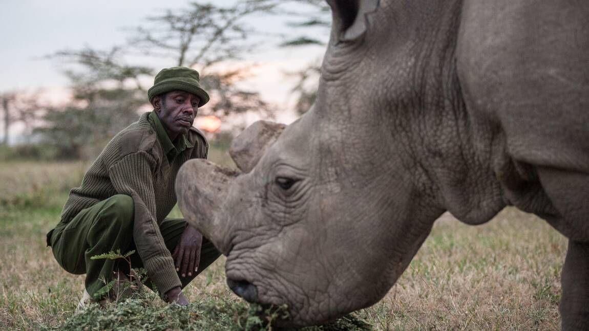 En Afrique, le rhinocéros blanc du Nord est en fin de vie