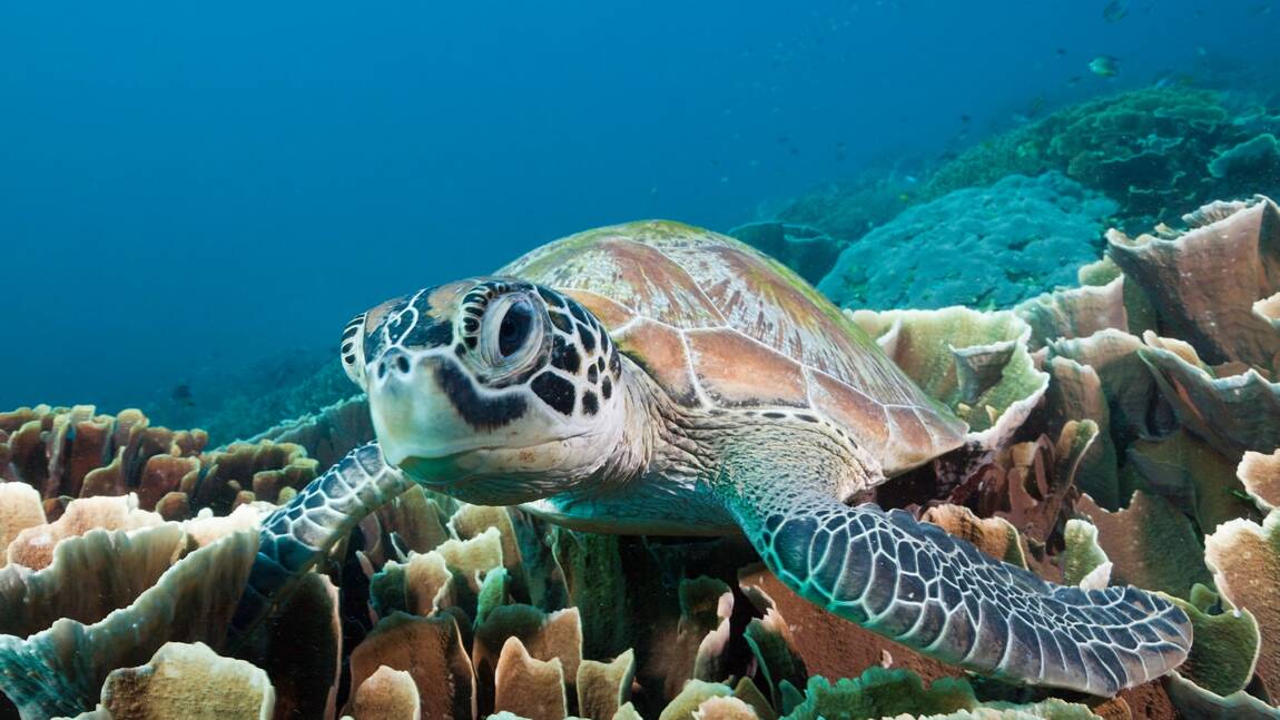 Les tortues marines sortent la tête de l’eau
