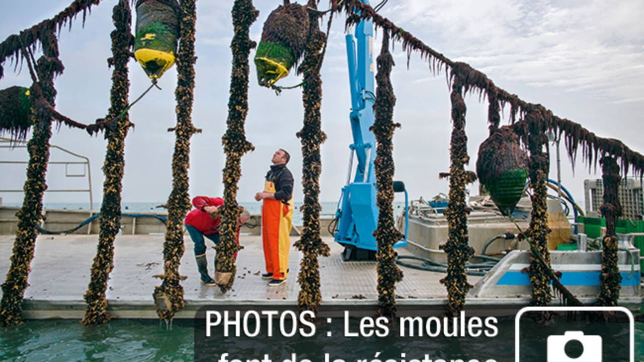 PHOTOS - La France nature : Pays de la Loire et Poitou-Charentes