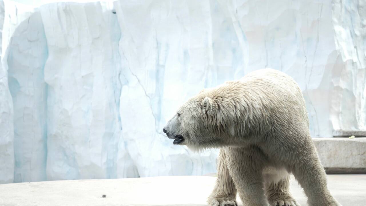 Trafic Animalier : Interpol saisit deux carcasses d’ours polaires