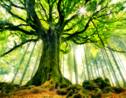Les arbres, aussi sensibles que les humains ?
