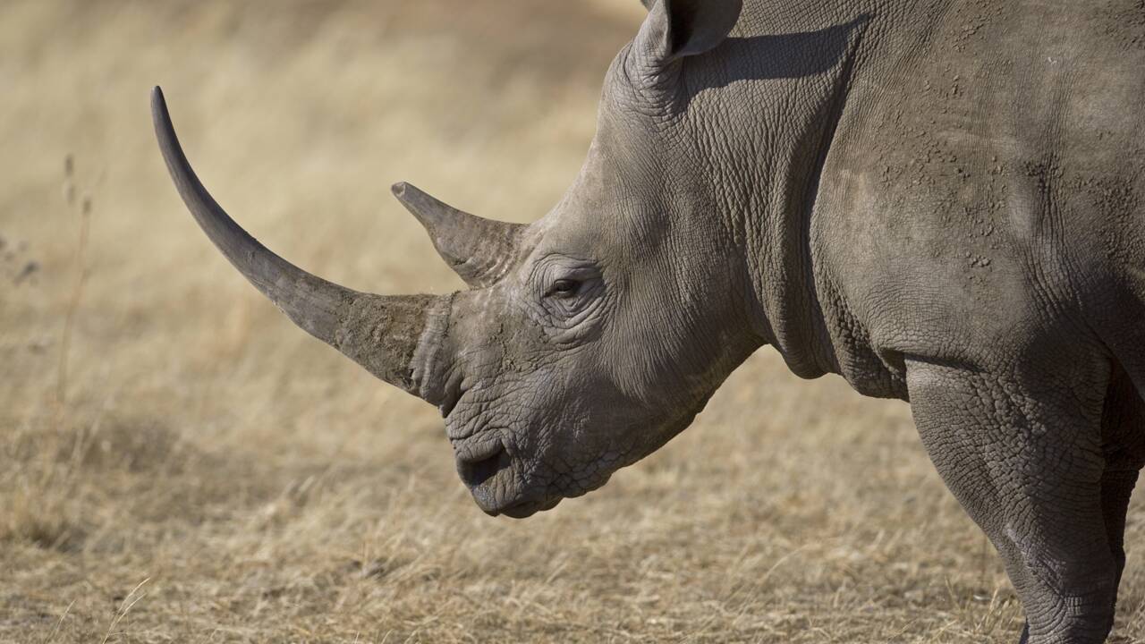 Braconnage : saisie de plus de 100 kg de cornes de rhinocéros au Vietnam